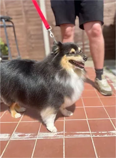 Sheltie dog freshly groomed