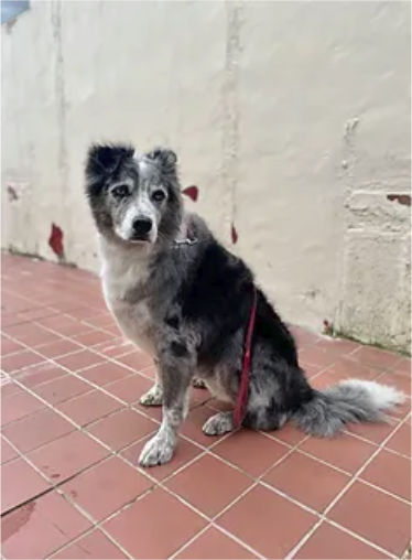 Freshly groomed dog