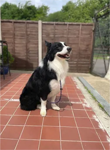 Groomed Border Collie