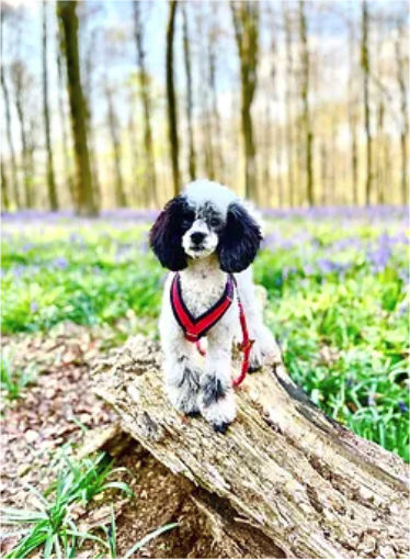 Groomed Toy Poodle