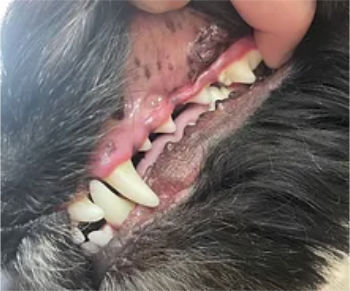 Photo of a dog's clean teeth after a session